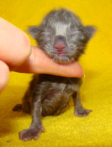 ���� ��� ������� ��������� Catsvill County!  ���� ����! ������ ������ ���� ���! ���� ��� ������ ������ � ����� ����!!! �������� ���� ����� Catsvill County +7-926-544-74-09  ���� ��� �������� ������. ���� ��� ������, ���� ��� �������, ���� ��� ������,  ���� ��� ����, ���� ��� ��������, ���� ����,  ������ ������ ���� ���,  ������ ����-����, ����� ������� ������ �����, ����� ����� ������!